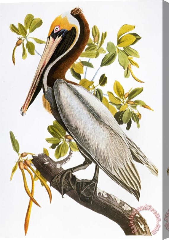 John James Audubon Audubon Pelican Stretched Canvas Print / Canvas Art