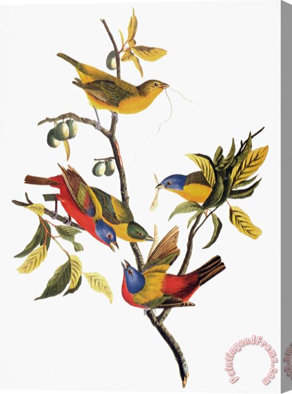 John James Audubon Audubon Sparrows Stretched Canvas Print / Canvas Art