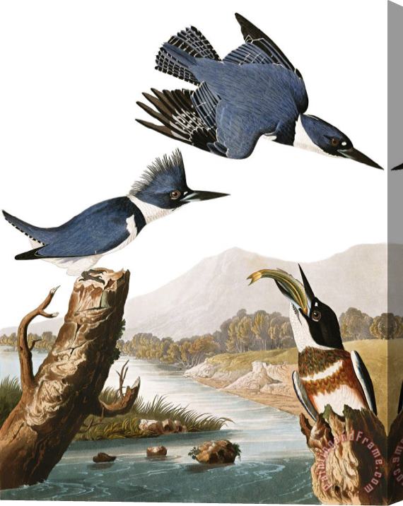John James Audubon Belted Kingfisher Stretched Canvas Print / Canvas Art