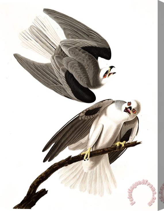 John James Audubon Black Winged Hawk Stretched Canvas Print / Canvas Art