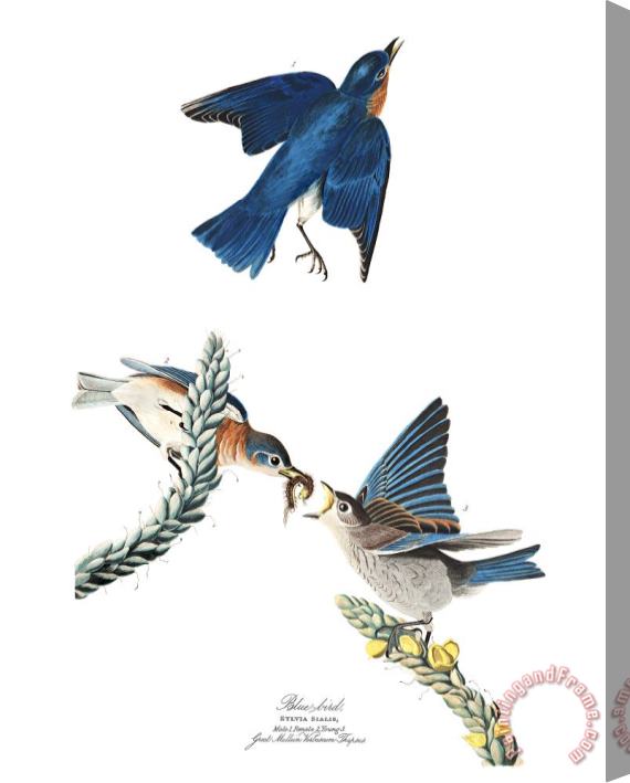 John James Audubon Blue Bird Stretched Canvas Print / Canvas Art