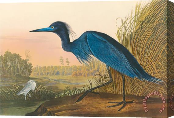 John James Audubon Blue Crane Stretched Canvas Print / Canvas Art