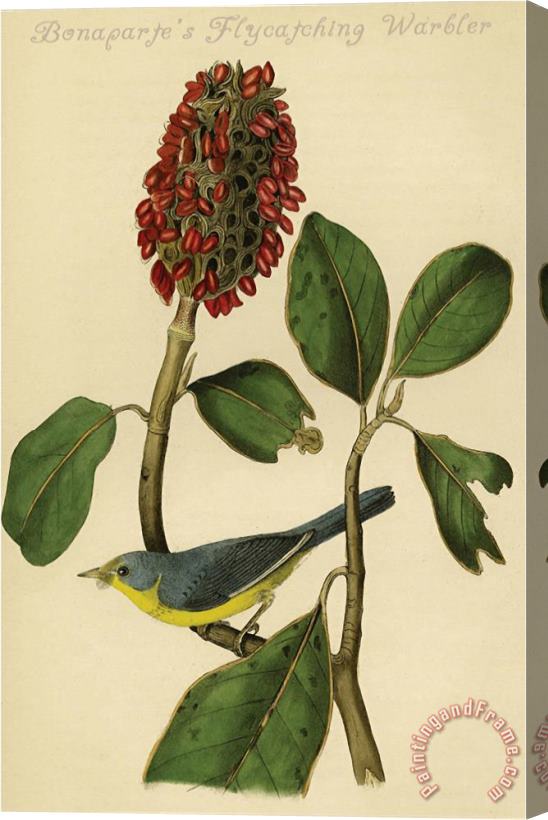 John James Audubon Bonaparte S Flycatching Warbler Stretched Canvas Painting / Canvas Art