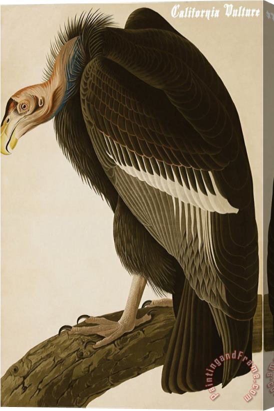 John James Audubon California Vulture Stretched Canvas Print / Canvas Art