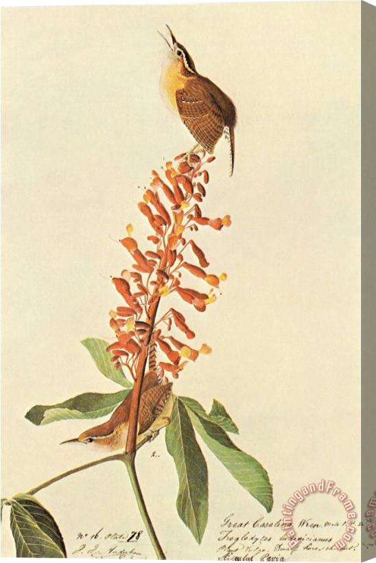 John James Audubon California Wren Stretched Canvas Print / Canvas Art