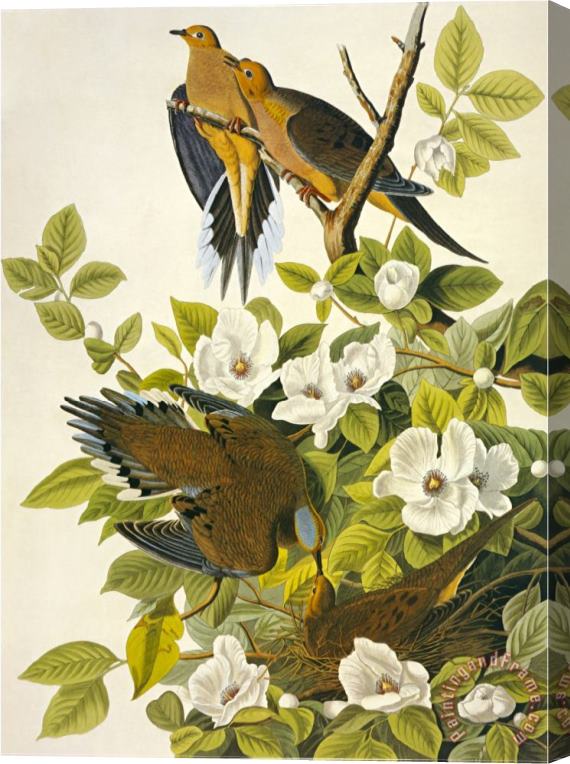 John James Audubon Carolina Turtle Dove Stretched Canvas Print / Canvas Art