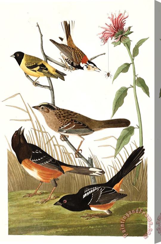 John James Audubon Chestnut Coloured Finch, Black Headed Siskin, Black Crown Bunting, Arctic Ground Finch Stretched Canvas Painting / Canvas Art