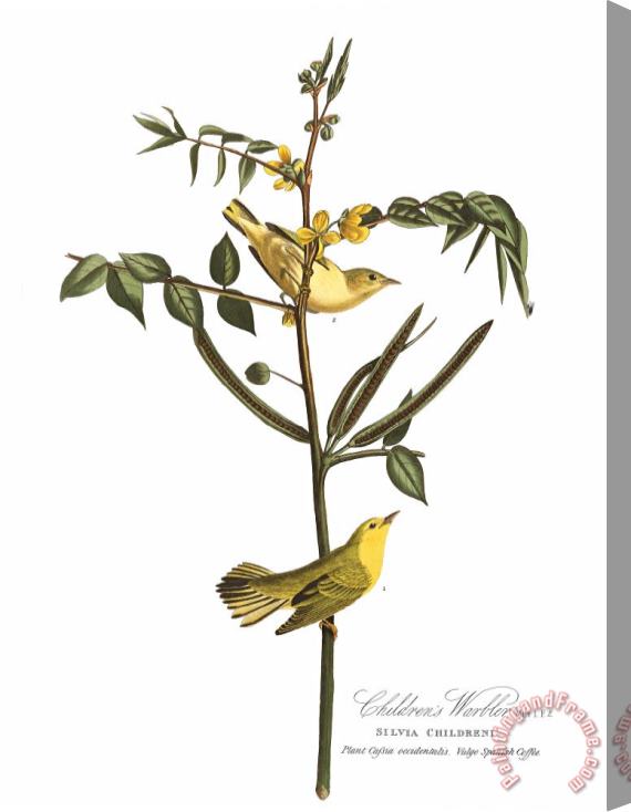 John James Audubon Children's Warbler Stretched Canvas Print / Canvas Art