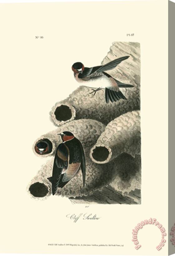 John James Audubon Cliff Swallow Stretched Canvas Painting / Canvas Art