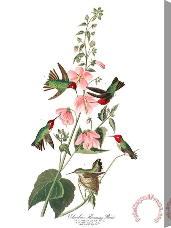 John James Audubon Columbian Humming Bird Stretched Canvas Print / Canvas Art