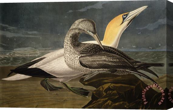 John James Audubon Gannets Stretched Canvas Print / Canvas Art