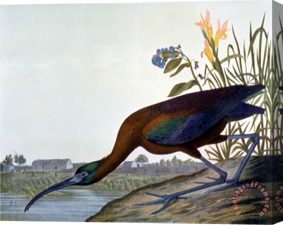 John James Audubon Glossy Ibis Stretched Canvas Print / Canvas Art