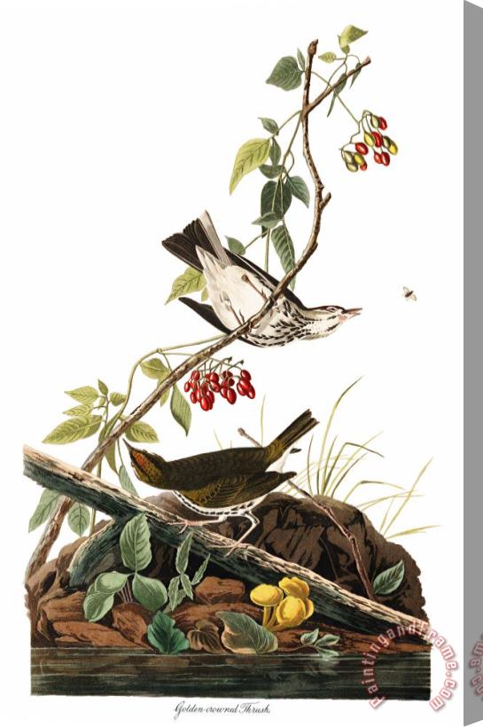 John James Audubon Golden Crowned Thrush Stretched Canvas Print / Canvas Art