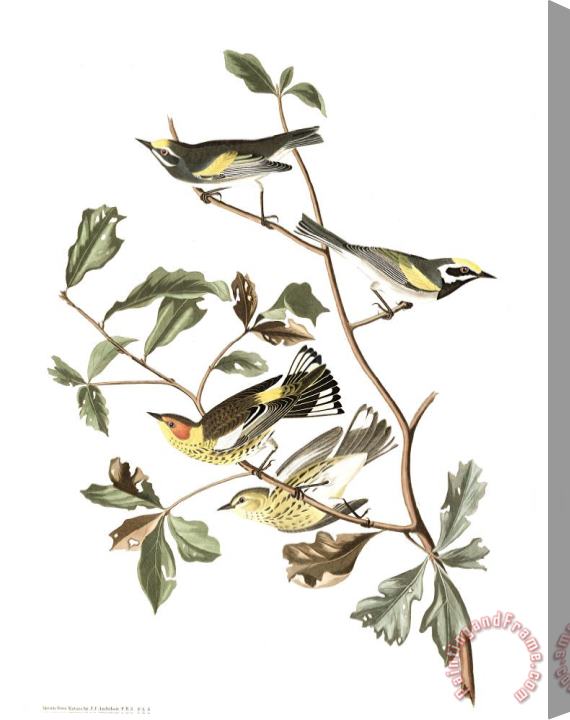 John James Audubon Golden Winged Warbler, Or Cape May Warbler Stretched Canvas Print / Canvas Art
