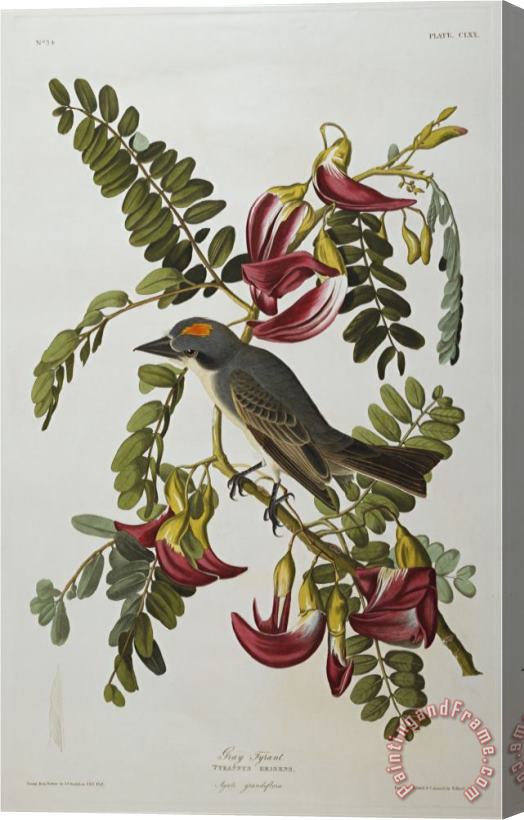 John James Audubon Gray Tyrant Gray Kingbird Tyrannus Dominicensis From The Birds of America Stretched Canvas Painting / Canvas Art