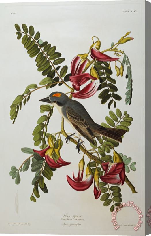 John James Audubon Gray Tyrant Stretched Canvas Painting / Canvas Art