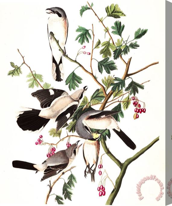 John James Audubon Great American Shrike, Or Butcher Bird Stretched Canvas Painting / Canvas Art