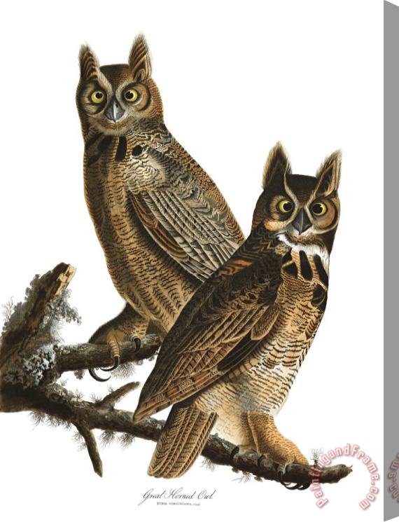 John James Audubon Great Horned Owl Stretched Canvas Print / Canvas Art