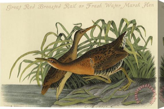 John James Audubon Great Red Breasted Rail Or Frash Water Marsh Hen Stretched Canvas Painting / Canvas Art