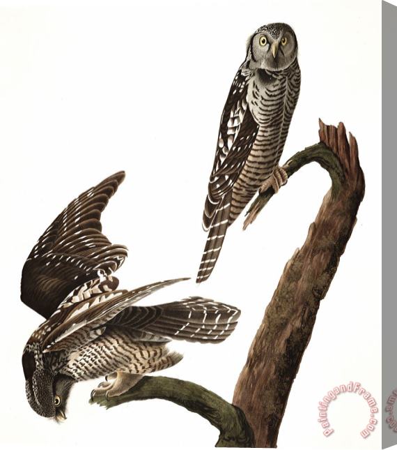John James Audubon Hawk Owl Stretched Canvas Print / Canvas Art