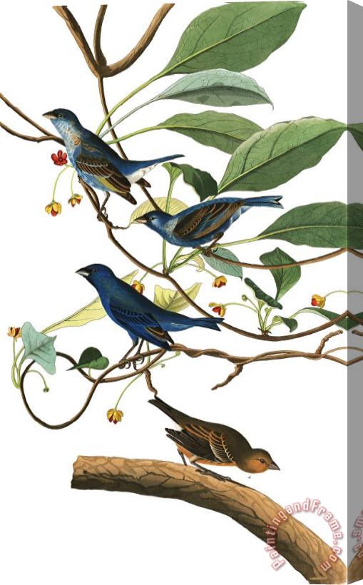John James Audubon Indigo Bird Stretched Canvas Print / Canvas Art