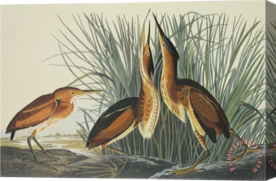 John James Audubon Least Bittern Stretched Canvas Print / Canvas Art