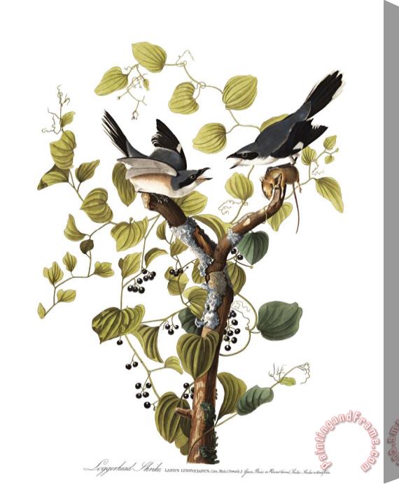 John James Audubon Loggerhead Shrike Stretched Canvas Print / Canvas Art