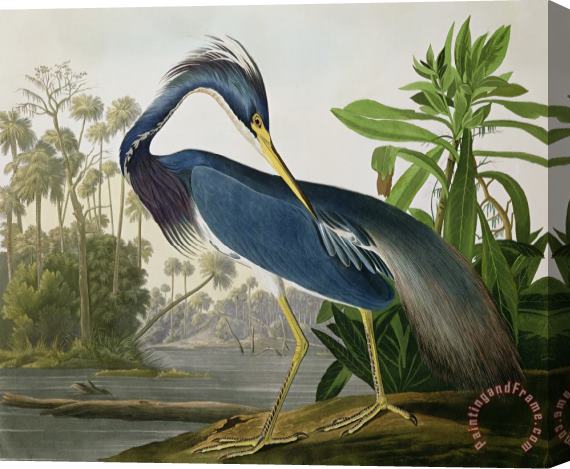 John James Audubon Louisiana Heron Stretched Canvas Painting / Canvas Art