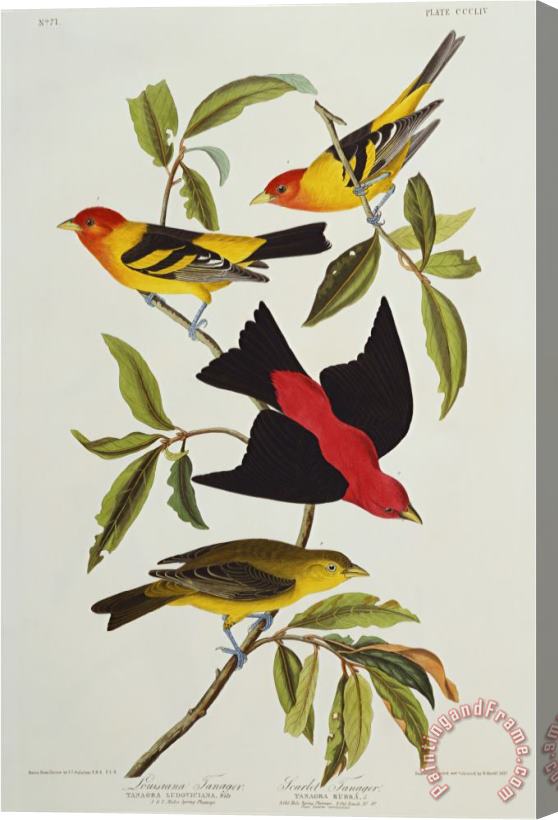John James Audubon Louisiana Scarlet Tanager Tanagra Ludoviciana Rubra Plate Cccliv From The Birds of America Stretched Canvas Painting / Canvas Art