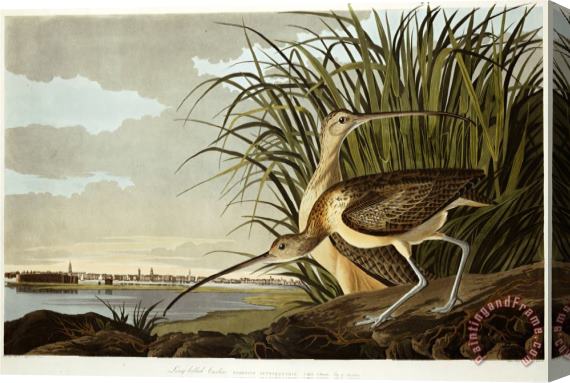 John James Audubon Male And Female Long Billed Curlew Numenius Americanus with The City of Charleston Behind Stretched Canvas Print / Canvas Art