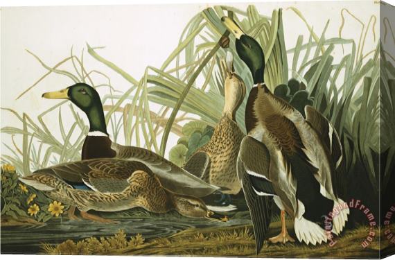 John James Audubon Mallard Duck Plate Ccxxi Aquatint with Engraving And Hand Colouring on J Whatman 1831 Stretched Canvas Painting / Canvas Art