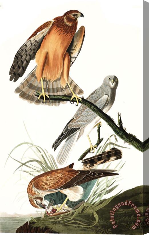 John James Audubon Marsh Hawk Stretched Canvas Print / Canvas Art