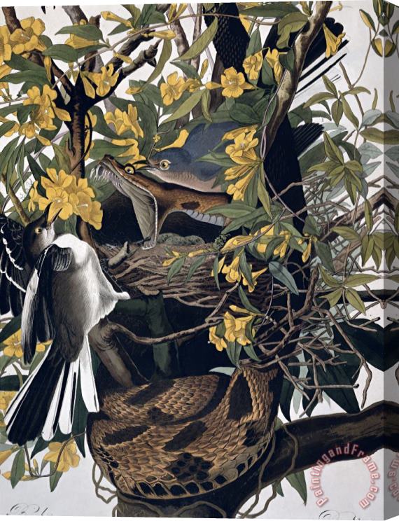 John James Audubon Mocking Birds and Rattlesnake Stretched Canvas Painting / Canvas Art