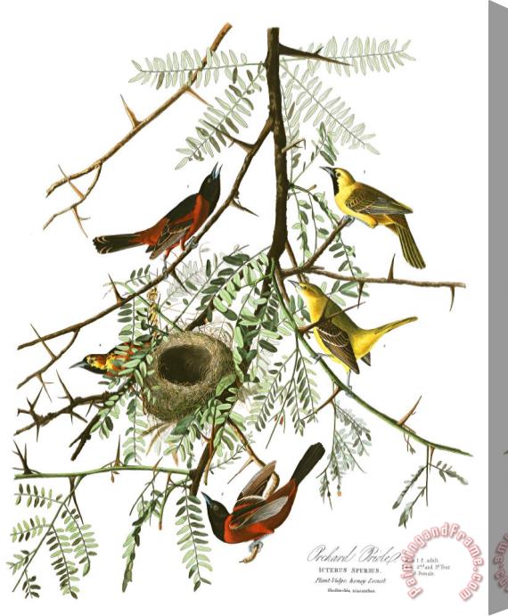 John James Audubon Orchard Oriole Stretched Canvas Print / Canvas Art