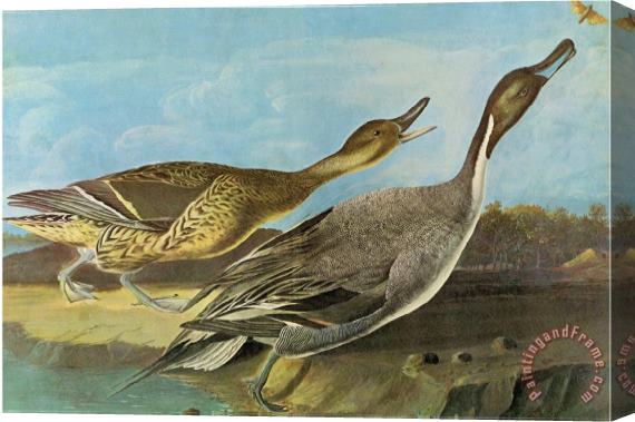 John James Audubon Pintail Stretched Canvas Painting / Canvas Art
