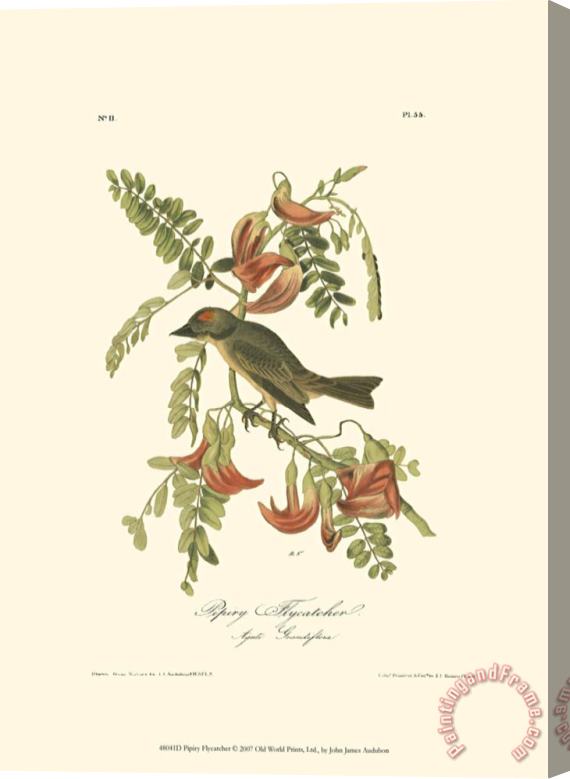John James Audubon Pipiry Flycatcher Stretched Canvas Painting / Canvas Art