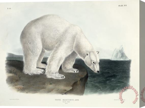 John James Audubon Polar Bear Stretched Canvas Print / Canvas Art