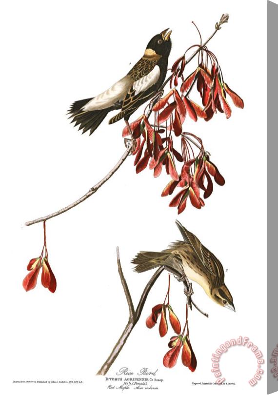 John James Audubon Rice Bird Stretched Canvas Print / Canvas Art
