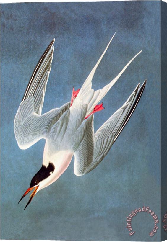 John James Audubon Roseate Fern Stretched Canvas Print / Canvas Art