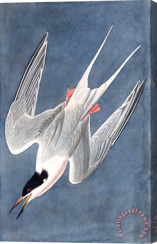 John James Audubon Roseate Tern Stretched Canvas Print / Canvas Art
