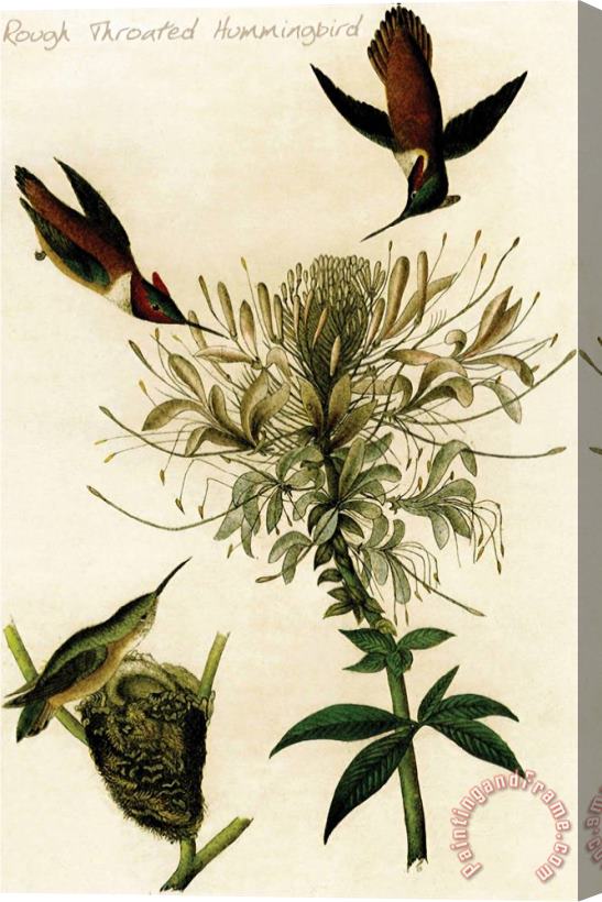 John James Audubon Rough Throated Hummingbird Stretched Canvas Print / Canvas Art
