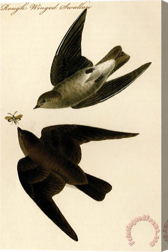 John James Audubon Rough Winged Swallow Stretched Canvas Painting / Canvas Art