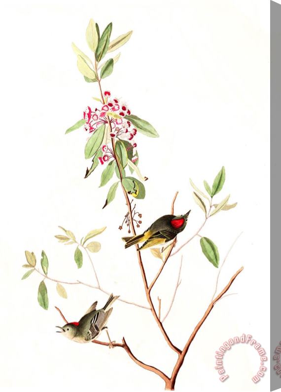 John James Audubon Ruby Crowned Wren Stretched Canvas Print / Canvas Art