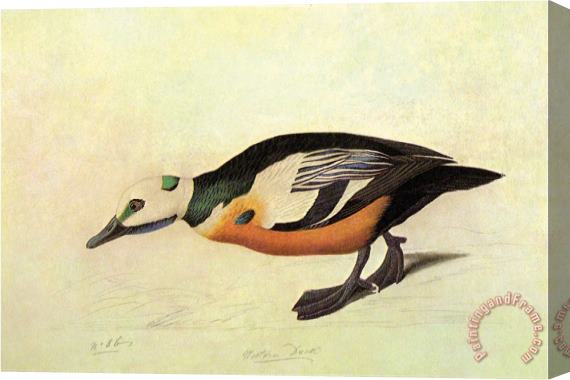 John James Audubon Stellers Eider Stretched Canvas Print / Canvas Art