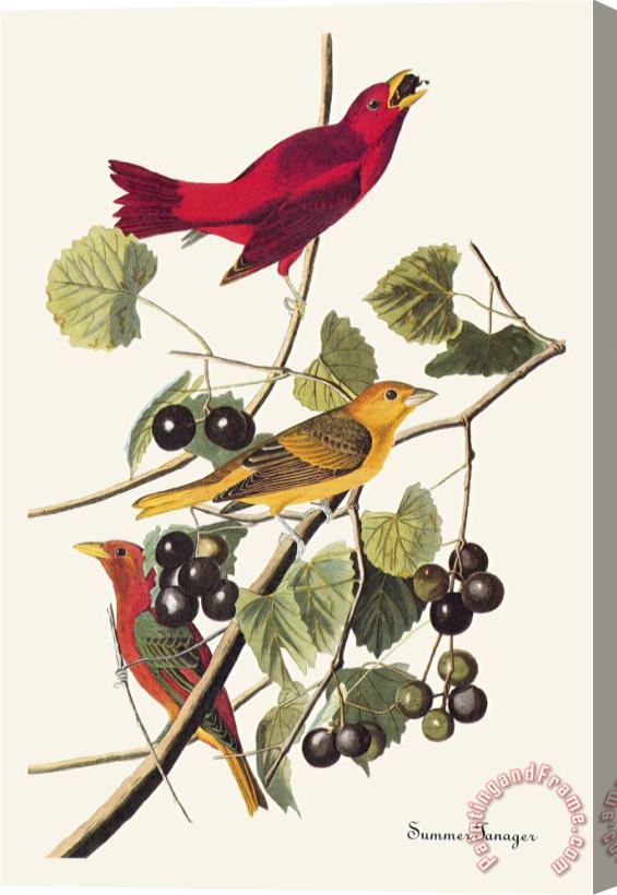 John James Audubon Summer Tanager Stretched Canvas Print / Canvas Art