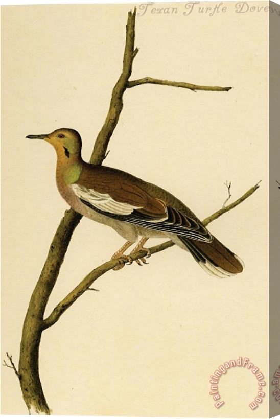 John James Audubon Texan Turtle Dove Stretched Canvas Painting / Canvas Art