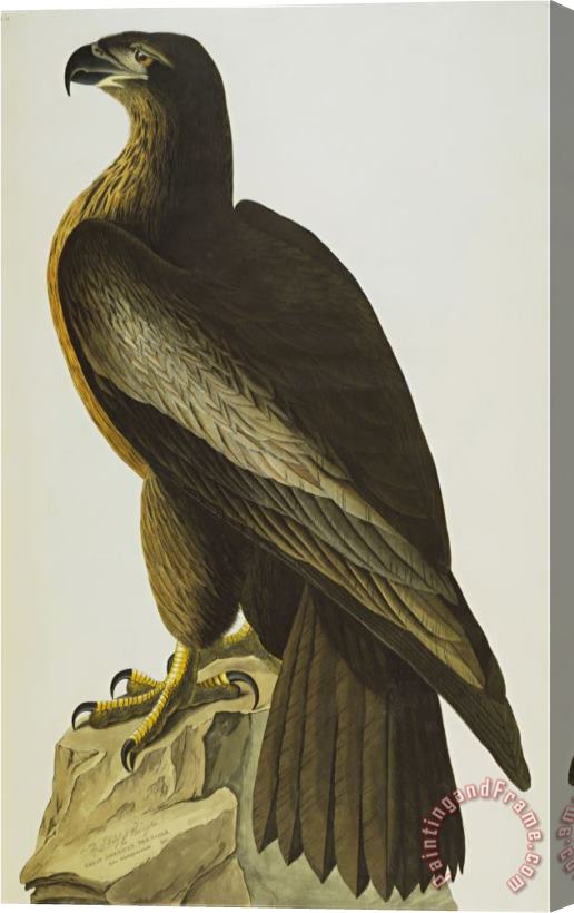 John James Audubon The Bird of Washington Bald Eagle Haliaeetus Leucocephalus Plate Xi From The Birds of America Stretched Canvas Painting / Canvas Art