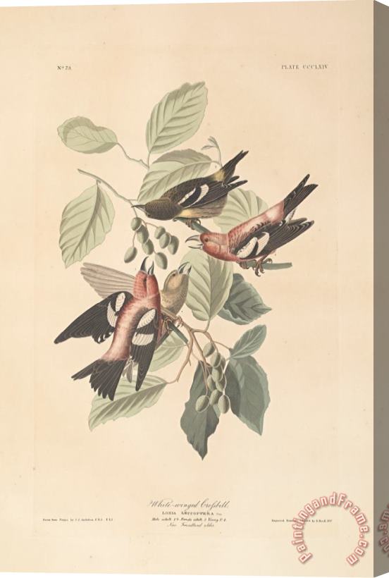 John James Audubon White Winged Crossbill Stretched Canvas Print / Canvas Art