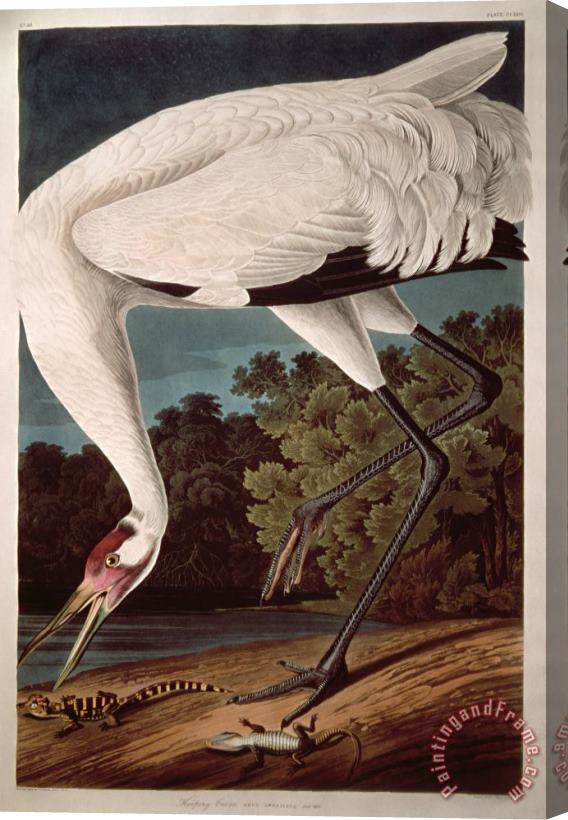 John James Audubon Whooping Crane Stretched Canvas Painting / Canvas Art