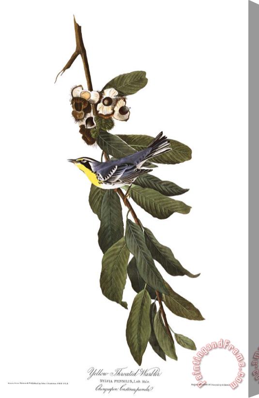 John James Audubon Yellow Throated Warbler Stretched Canvas Print / Canvas Art